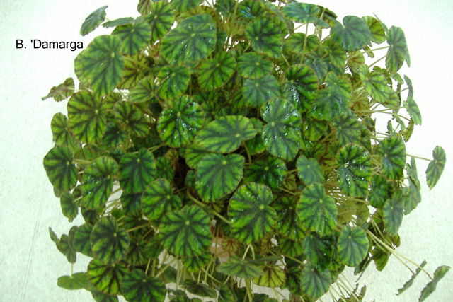 B. ‘Damarga’